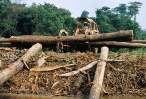 Deforestation_Palm_Oil_Alamy