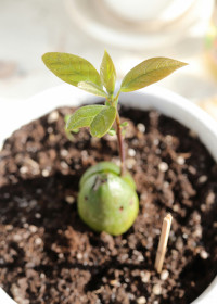 Bild zeigt den Gern einer Avocado aus dem ein Keim wächst