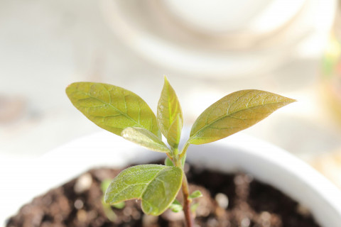 Bild zeigt den Gern einer Avocado aus dem ein Keim wächst